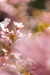 春の光を浴びる桜
