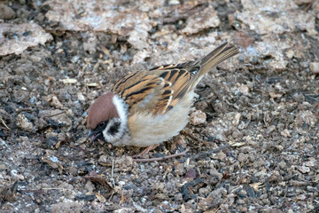portrait of a sparrow on the ground
