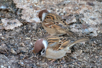 two sparrows on the ground