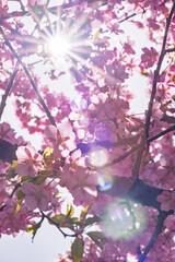 春の光を浴びる桜
