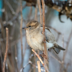 sparrow on a plant branch