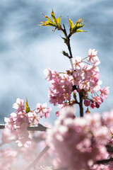 春の光を浴びる桜
