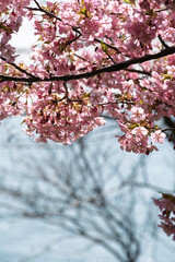 春の光を浴びる桜
