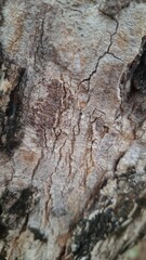 Macro Photography of Rough Tree Bark Surface with Deep Grooves and Organic Texture