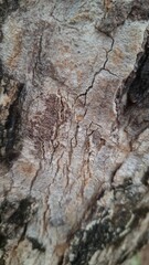 Macro Photography of Rough Tree Bark Surface with Deep Grooves and Organic Texture