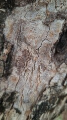 Macro Photography of Rough Tree Bark Surface with Deep Grooves and Organic Texture