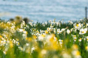 春の日差しを浴びる水仙
