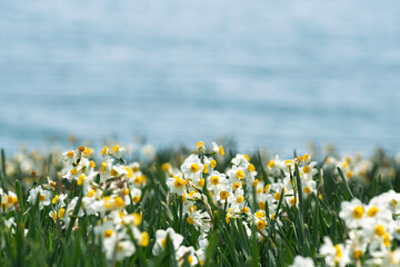 春の日差しを浴びる水仙
