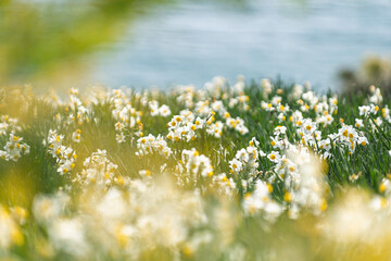 春の日差しを浴びる水仙
