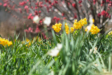 春の日差しを浴びる水仙
