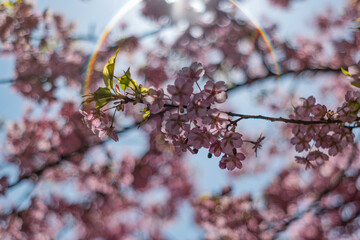 春の光を浴びる桜
