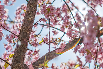 春の光を浴びる桜
