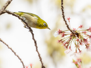 桜の蜜を吸ってくちばしに花粉がたくさん付いているメジロ