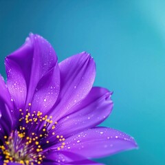 Fototapeta premium A purple flower with water droplets on it