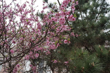Double cherry blossoms in full bloom, showcasing their layered petals and vibrant pink hues against a backdrop of green pine trees.