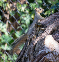 Close-up of a Texas fox squirrel feeding on seeds in a cedar tree
