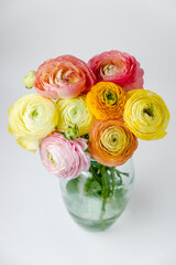 Multi-coloured ranunculus flowers, pink, yellow and orange close-up fresh blooming spring flower macro on white background