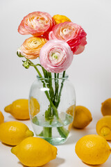 Multi-coloured ranunculus flowers, pink, yellow and orange close-up fresh blooming spring flower macro on white background