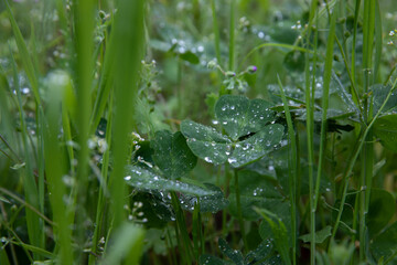 Exploring springtime beauty in nature with droplets on fresh clover leaves and vibrant shamrock greenery set against a cheerful spring background