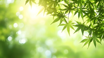 Fototapeta premium Fresh Maple Leaves Sunlight