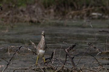 A striated heron standing alert in a wetland environment. The herons camouflage plumage blends with the muted tones of the water and surrounding vegetation as it stand patiently.