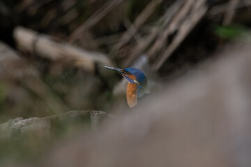 A vibrant Blue eared kingfisher beautifully perched on a stone  amidst lush green background.