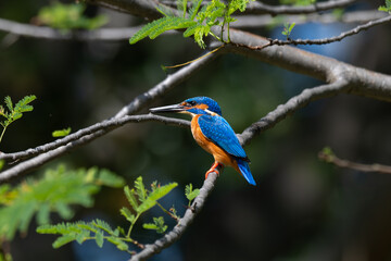 A vibrant Blue eared kingfisher beautifully perched in a single branch with leaves delicately on a stem amidst lush green background.
