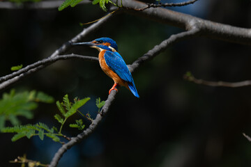 A vibrant Blue eared kingfisher beautifully perched in a single branch with leaves delicately on a stem amidst lush green background.