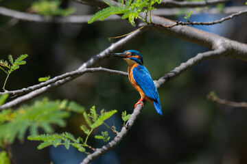 A vibrant Blue eared kingfisher beautifully perched in a single branch with leaves delicately on a stem amidst lush green background.