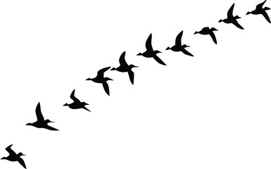 Fototapeta premium Silhouette Birds Flying Formation Isolated on Transparent Background, Bird Migration