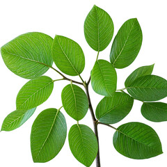 Naklejka premium a vibrant, detailed close-up of a branch with lush green leaves and prominent veins against a white background.