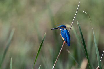 A vibrant Blue eared kingfisher perched delicately on a stem amidst lush green background.