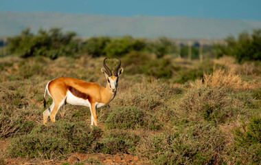Springbok ram, Lemoenfontein Game Lodge near Beaufort West.