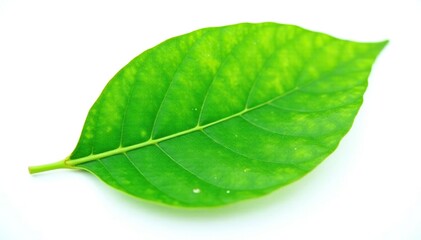 Obraz premium Single green leaf isolated on white background, garden, natural
