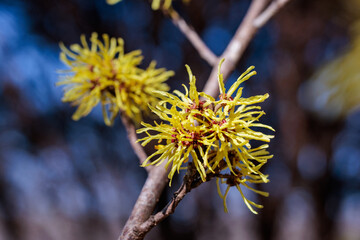 Hamamelis intermedia ’Arnold Plomise’ with yellow flowers that bloom in early spring.