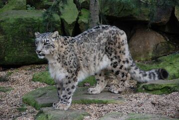 Snow Leopard