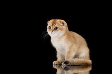 A golden kitten with soft fur poses calmly against a dark black background. The elegant composition...