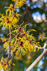 Close-up of a yellow flower of Witch Hazel, Baumstead Gold, blooming in early spring.
