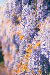 Spring time wisteria flower blossom blooming in sunlight.
