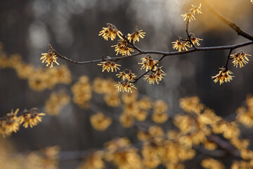 Hamamelis virginiana. Witch Hazel. Yellow and burgundy inflorescences. selective focus. Hamamelis or witch hazel flower in bloom. Shrub branches with flowers without leaves
