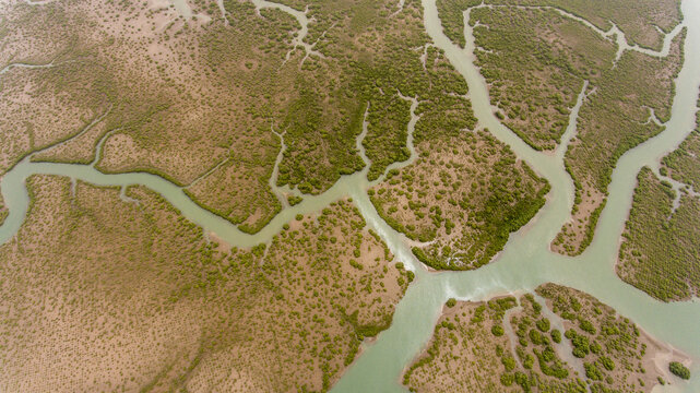 Aerial view of beautiful mangroves and serpentine river in wetlands, Keti Bander, Sindh, Pakistan.
