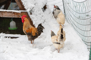Poule et coq en liberté se promenant dans la cour du poulailler, le sol recouvert de neige, en hiver.