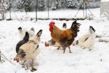 Poule et coq en liberté se promenant dans la cour du poulailler, le sol recouvert de neige, en hiver.