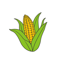 corn on a white background