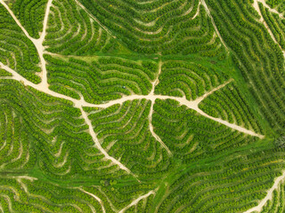 Aerial view of lush orange tree plantation with verdant rows, Nerva, Huelva, Spain.