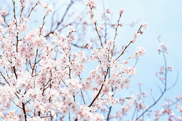 桜
