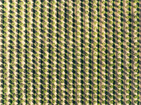 Aerial view of agricultural plantation with green rows and beautiful landscape, Isla Cristina, Huelva, Spain.