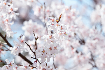 桜