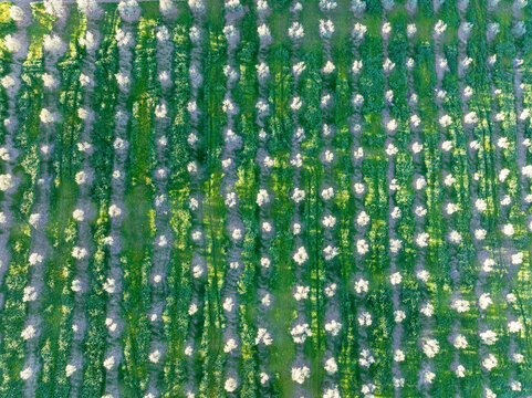 Aerial view of olive tree plantation with scenic patterns and greenery, Olvera, Cadiz, Spain.
