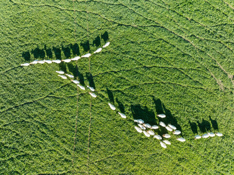 Aerial view of a tranquil pasture with grazing sheep in a beautiful green landscape, Montecorto, Malaga, Spain.